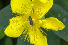 bug in yellow flower